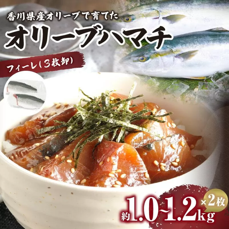 オリーブハマチ（養殖）　フィーレ（3枚卸）
