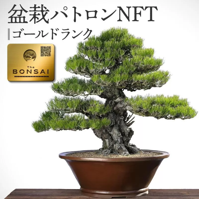 盆栽パトロンNFT ゴールドランク
