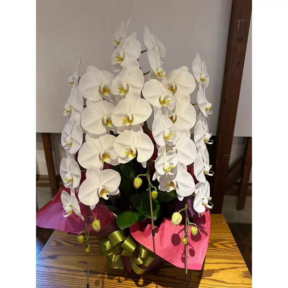 品質抜群　胡蝶蘭3本立て