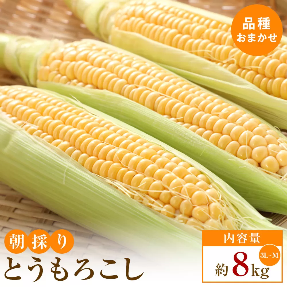 【5月31日までの期間限定価格】朝採り とうもろこし(品種おまかせ)約8kg