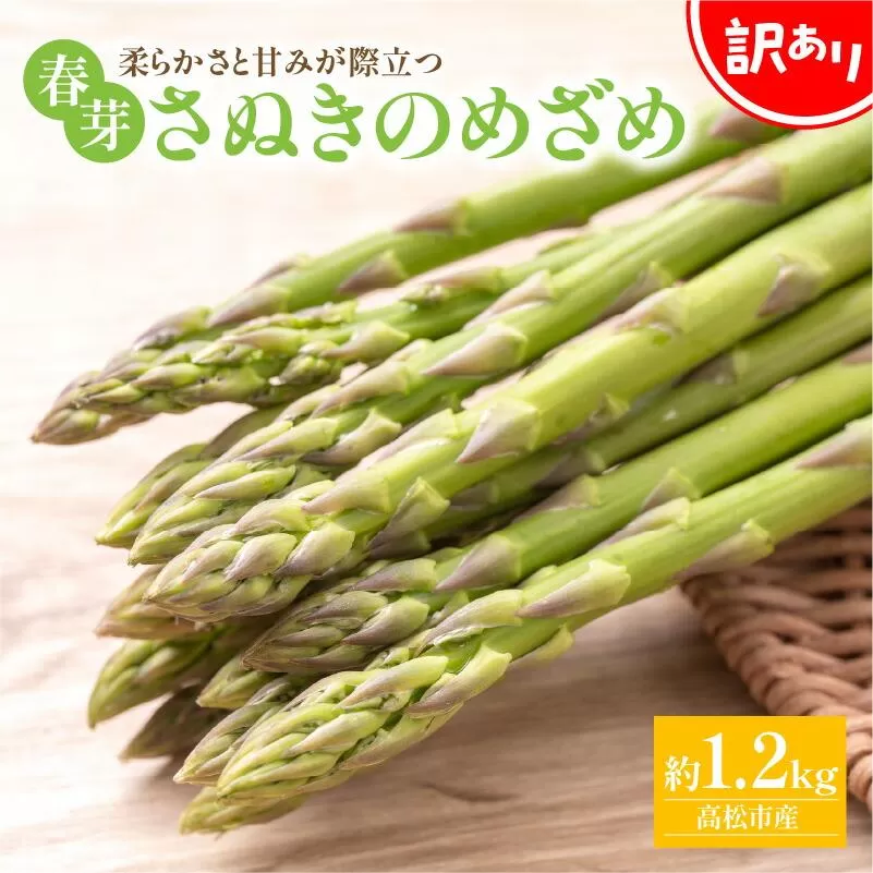 訳あり 柔らかさと甘みが際立つ さぬきのめざめ春芽 約1.2kg【2027-3月上旬~2027-5月下旬配送】