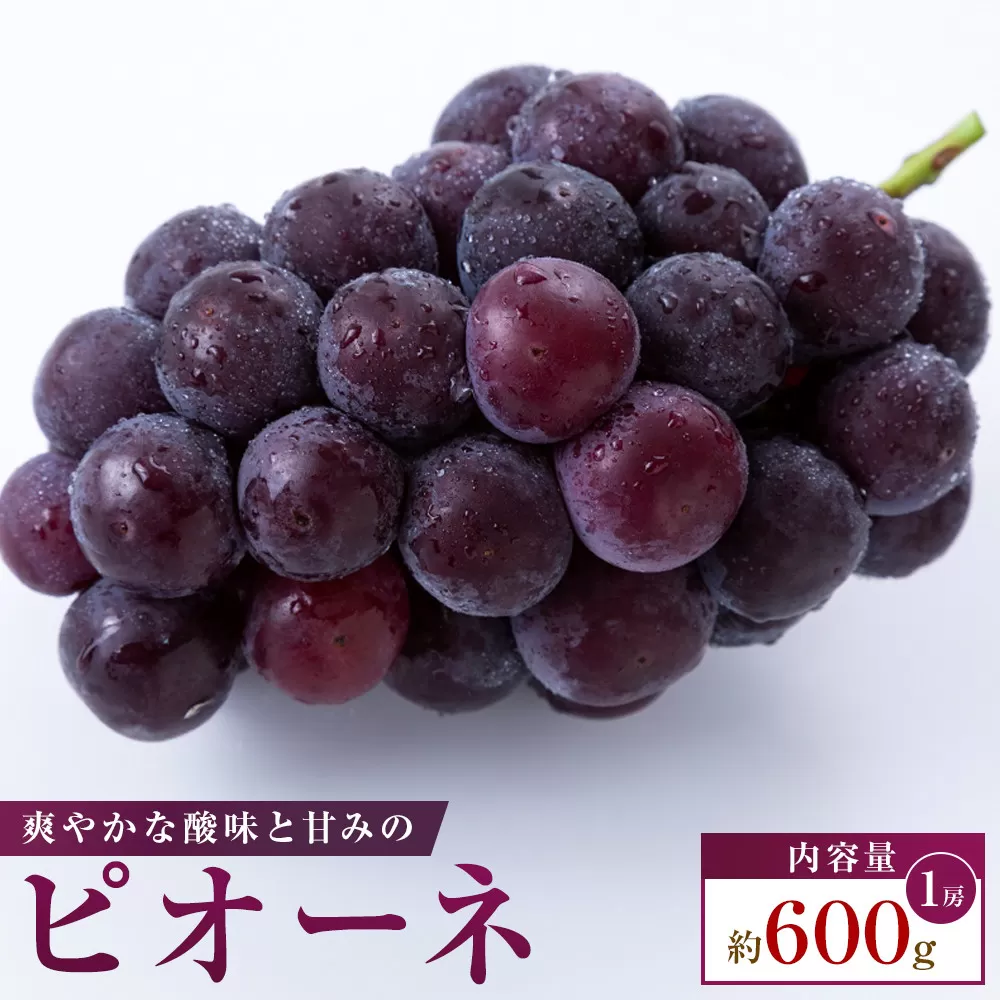 2026年8月中旬~10月中旬にお届け【食べきりサイズ】ピオーネ 約600g