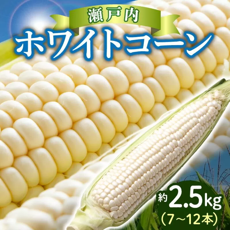 上品な甘さ 瀬戸内 ホワイトコーン 約2.5kg【2027-6月中旬～2027-7月中旬配送】