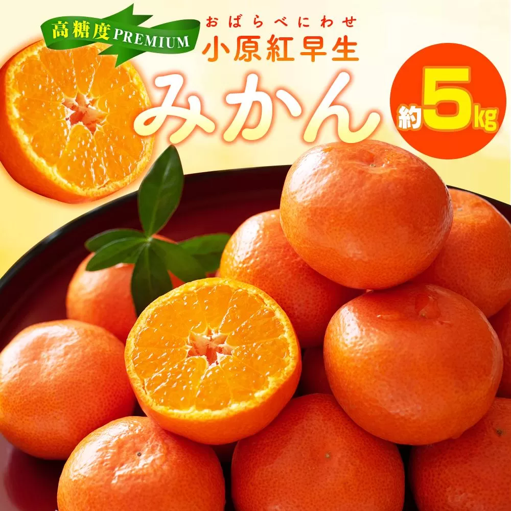 高糖度　プレミアム小原紅早生みかん　約5kg【2025-11月中旬〜2026-1月中旬配送】