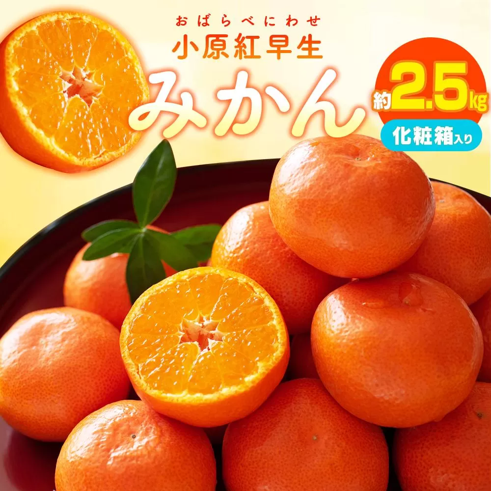 小原紅早生みかん化粧箱　約2.5kg【2025-11月中旬〜2026-1月中旬配送】