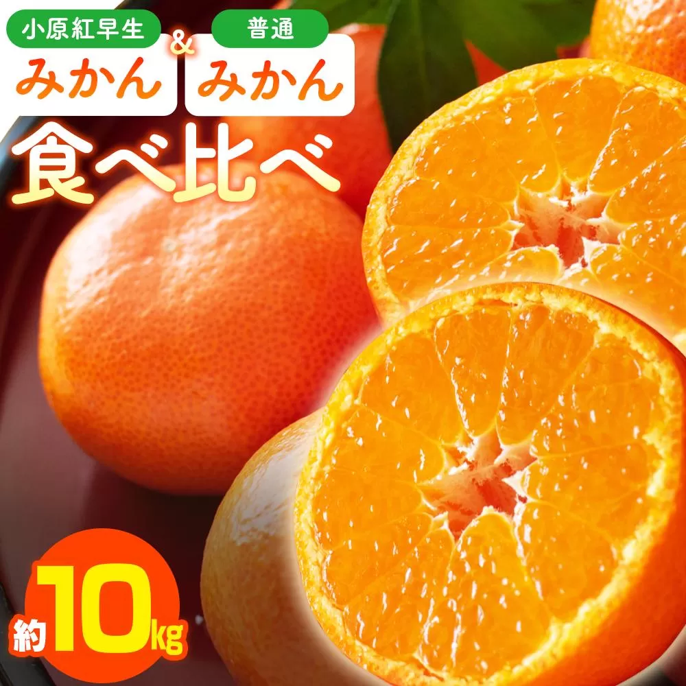 小原紅早生みかん・普通みかん　食べ比べ　約10kg【2025-11月中旬〜2026-1月中旬配送】