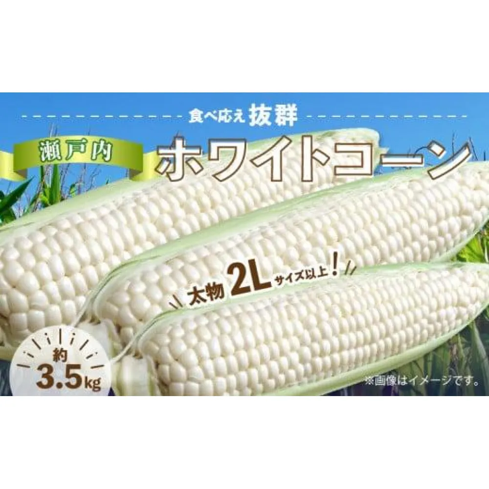 太物2Lサイズ以上!瀬戸内ホワイトコーン 約3.5kg【2027-6月中旬～2027-7月中旬配送】