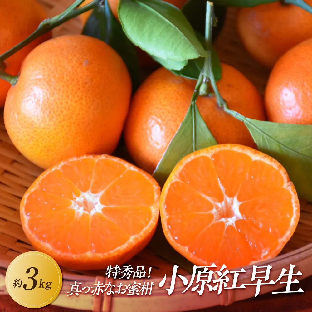 【2026年11月中旬より発送】特秀品!真っ赤なお蜜柑「小原紅早生」約3kg