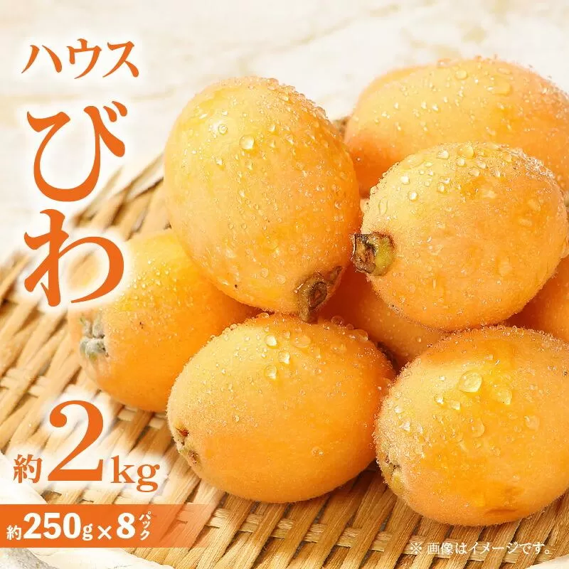 ハウスびわ 約2kg【2027年4月中旬～2027年5月下旬配送】