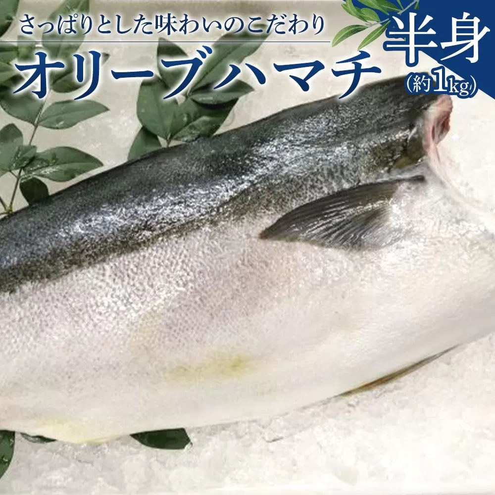 オリーブハマチ 半身