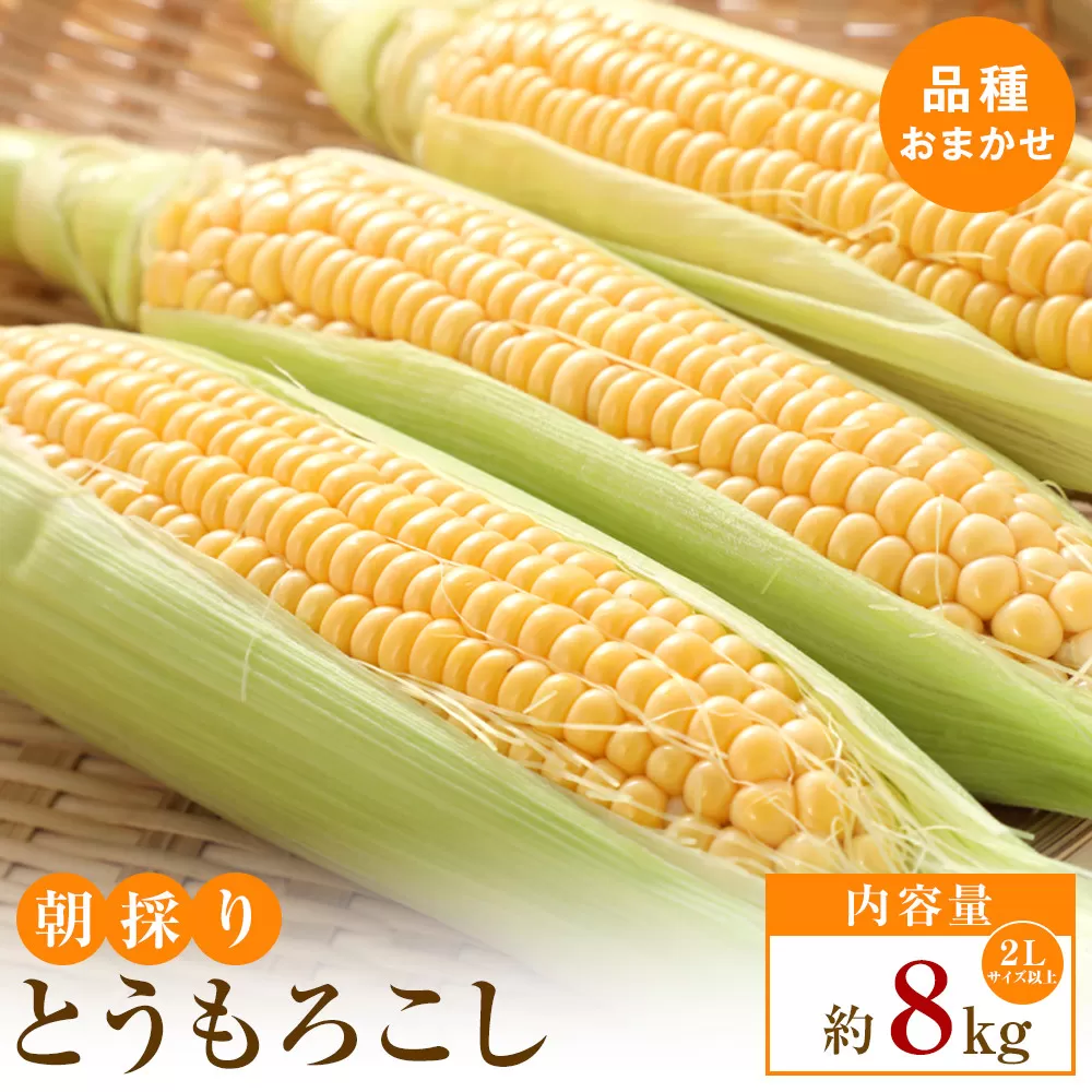 【2026年6月上旬から順次発送】太物2Lサイズ以上　朝採り とうもろこし(品種おまかせ)約8kg