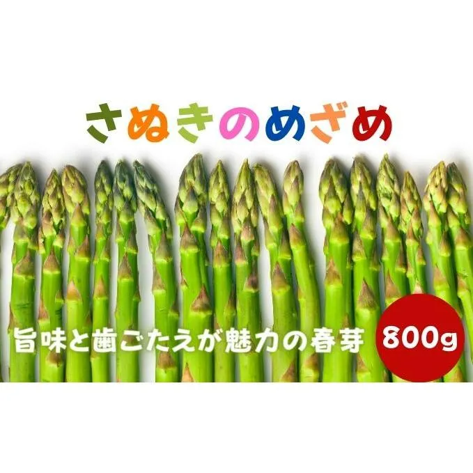 アスパラガス 早出し さぬきのめざめ 春芽 約800g 期間限定 アスパラ グリーンアスパラ 野菜 旬 旬の野菜 季節の野菜 産地直送 香川 香川県 丸亀 丸亀市 冷蔵 冷蔵配送 先行 予約 2026 2026年 2月上旬発送開始
