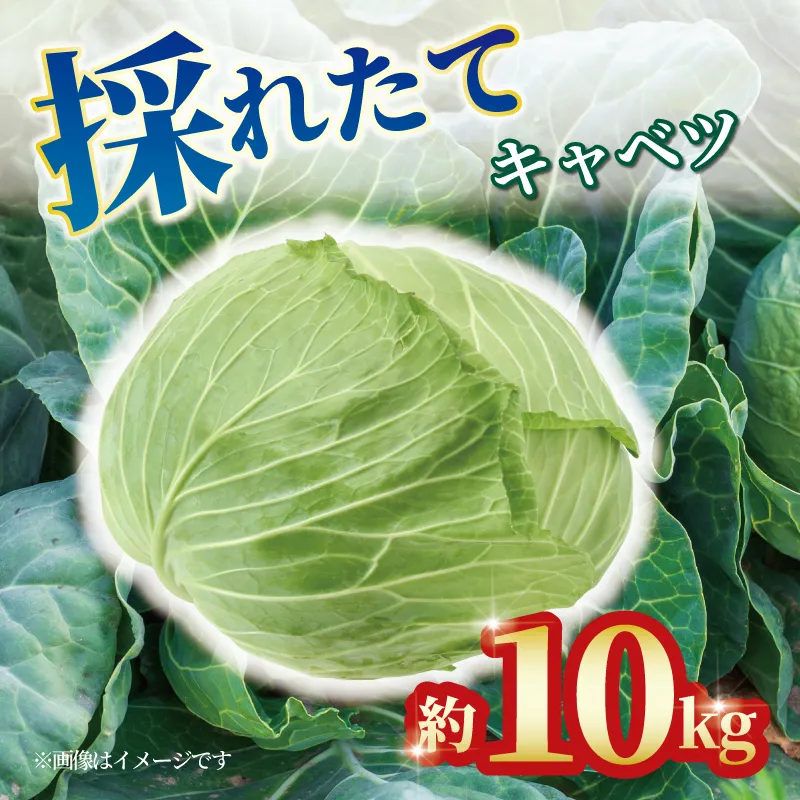 【予約】 キャベツ 約10kg 4玉 ～ 8玉 野菜 新鮮 サラダ 千切り 旬 お好み焼き ロールキャベツ スープ 野菜炒め 浅漬け 味噌汁 回鍋肉 常備菜 春キャベツ 冬キャベツ グリーンキャベツ 香川県 丸亀市
