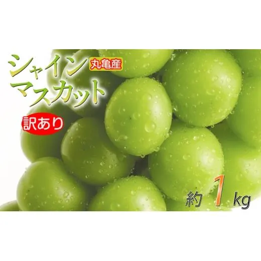 【先行予約】 訳あり シャインマスカット 約1kg 2-3房 種なし 皮ごと 冷蔵 配送 マスカット ぶどう 葡萄 ブドウ フルーツ 果物 くだもの 瀬戸内 果汁 フルーツ 高級 デザート 果実 青果 甘い ビタミンC 食物繊維 ブドウ糖 美肌 季節 国産 ふるさと納税マスカット ふるさと納税ぶどう 香川県 丸亀市