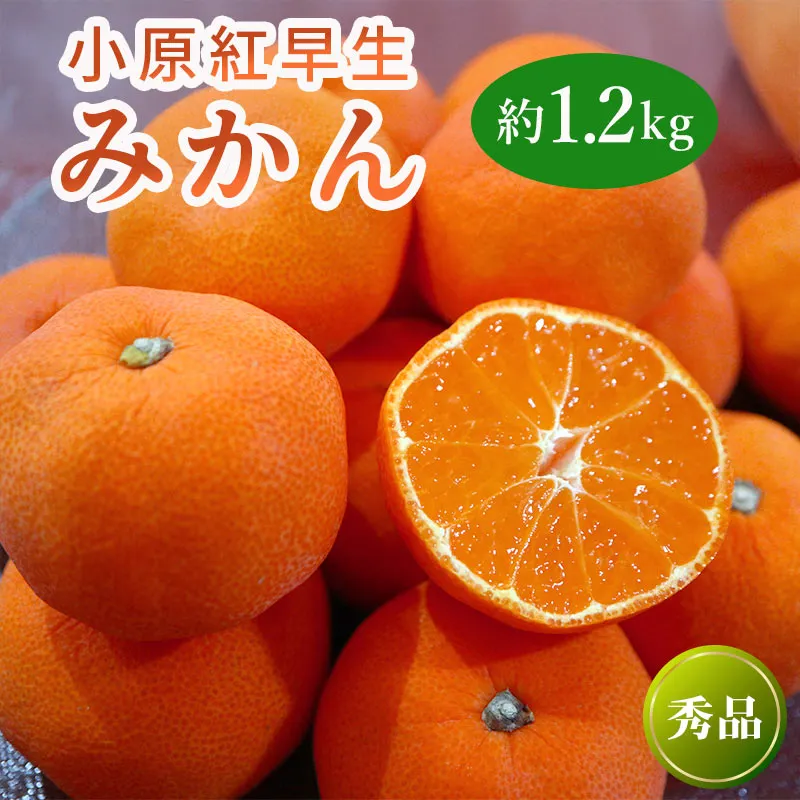 11月下旬～ 先行予約 小原紅早生みかん 約1.2kg  果物 フルーツ みかん 蜜柑 紅みかん 柑橘 温州みかん デザート スイーツ ケーキ ジュース ゼリー アイス シャーベット ジェラート フルーツ大福 ギフト 家庭用 香川県 丸亀市