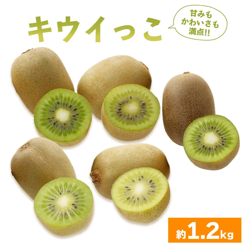 先行予約 キウイフルーツ キウイっこ 約1.2kg 果物 フルーツ キウイ グリーンキウイ デザート スイーツ ケーキ ジュース ゼリー アイス シャーベット ジェラート フルーツ大福 ドライフルーツ ギフト 家庭用 旬の果物 旬 ビタミンC 美容 健康 お取り寄せ グルメ 人気 おすすめ 香川県 丸亀市