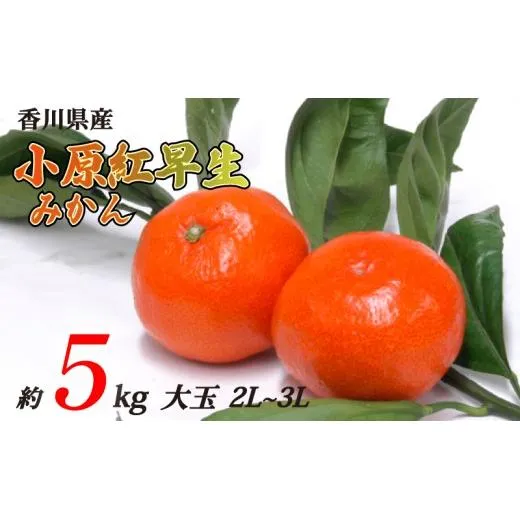 小原紅早生みかん 約5kg 大玉 3L~2Lサイズ 常温 先行予約 フルーツ 果物 柑橘 小原紅早生 みかん ふるさと納税みかん 香川県 丸亀市