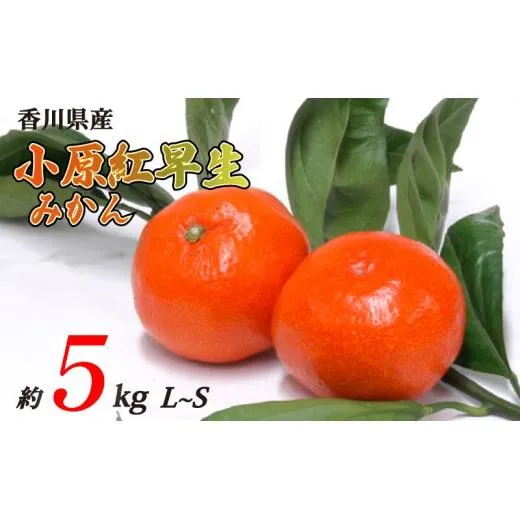 小原紅早生みかん 約5kg L~Sサイズ 常温 先行予約 フルーツ 果物 柑橘 小原紅早生 みかん ふるさと納税みかん 香川県 丸亀市