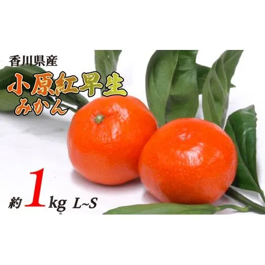 先行予約 小原紅早生みかん 約1kg L~Sサイズ 常温 先行予約 フルーツ 果物 柑橘 小原紅早生 みかん ふるさと納税みかん 香川県 丸亀市