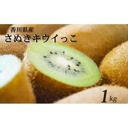 【11月上旬から12月下旬の間で順次発送】 一口サイズ！ さぬきキウイっこ 約1kg 香川県産 キウイっこ キウイ キウイフルーツ 果物 ふるさと納税キウイ 香川県 丸亀市