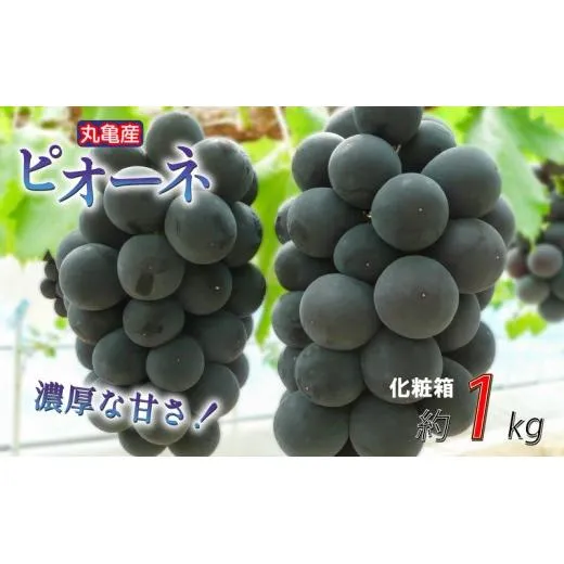 【先行予約】【化粧箱】凝縮された濃厚な甘み！ ピオーネ 約1kg 2-3房入  種なし 冷蔵 配送 ぶどう 葡萄 ブドウ フルーツ 果物 くだもの デザート 果実 美味しい 人気果物 人気フルーツ 旬のフルーツ 旬の果物 ふるさと納税ぶどう ふるさと納税ピオーネ 香川県 丸亀市