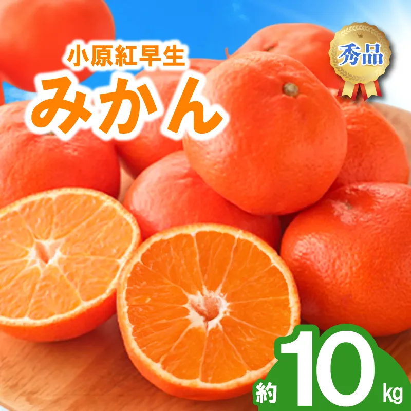 先行予約 みかん 蜜柑 約10kg 小原紅早生 小原紅早生みかん 柑橘 オレンジ 果物 フルーツ 果実 旬 家庭用 11月下旬～12月下旬 配送 選べる 容量 香川県 丸亀市