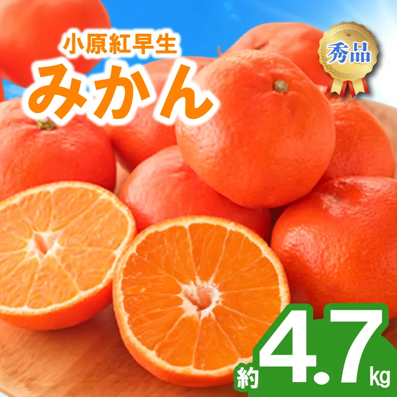 先行予約 みかん 蜜柑 約4.7kg 小原紅早生 小原紅早生みかん 柑橘 オレンジ 果物 フルーツ 果実 旬 家庭用 11月下旬～12月下旬 配送 選べる 容量 香川県 丸亀市
