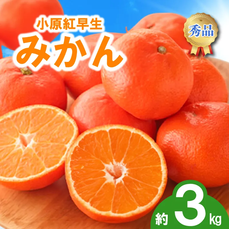 先行予約 みかん 蜜柑 約3kg 小原紅早生 小原紅早生みかん 柑橘 オレンジ 果物 フルーツ 果実 旬 家庭用 11月下旬～12月下旬 配送 選べる 容量 香川県 丸亀市