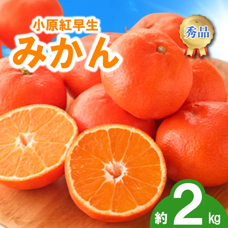 先行予約 みかん 蜜柑 約2kg 小原紅早生 小原紅早生みかん 柑橘 オレンジ 果物 フルーツ 果実 旬 家庭用 11月下旬～12月下旬 配送 選べる 容量 香川県 丸亀市