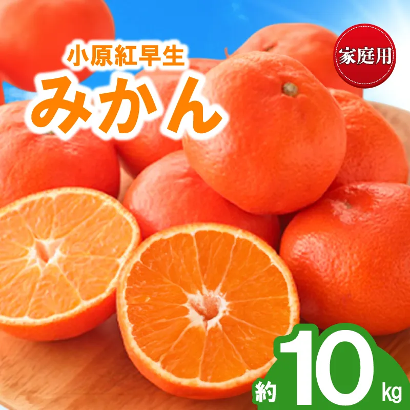 先行予約 みかん 蜜柑 約10kg 小原紅早生 小原紅早生みかん 柑橘 オレンジ 果物 フルーツ 果実 旬 家庭用 11月下旬～12月下旬 配送 香川県 丸亀市