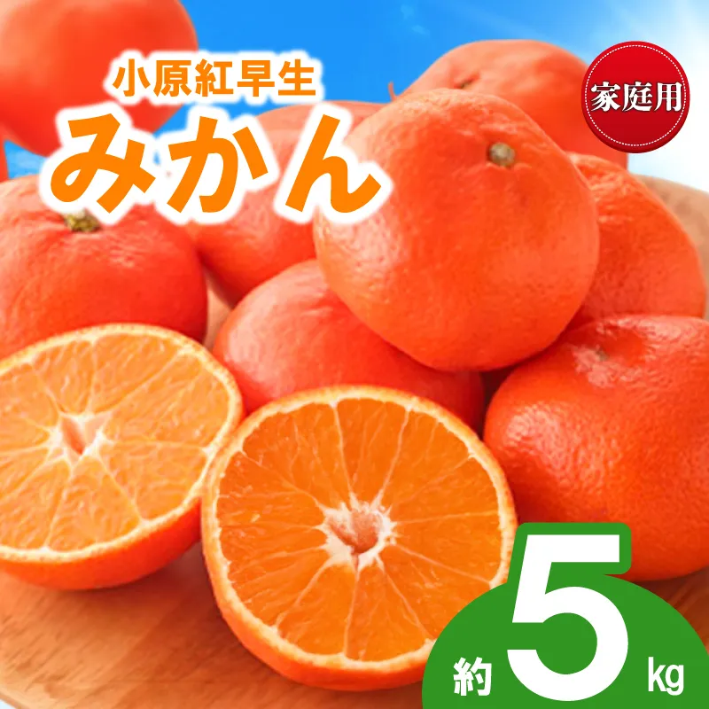 先行予約 みかん 蜜柑 約5kg 小原紅早生 小原紅早生みかん 柑橘 オレンジ 果物 フルーツ 果実 旬 家庭用 11月下旬～12月下旬 配送 香川県 丸亀市