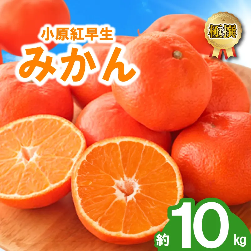 先行予約 みかん 蜜柑 約10kg 小原紅早生 小原紅早生みかん さぬき紅 金時紅 柑橘 オレンジ 果物 フルーツ 果実 旬 贈答用 プレゼント ギフト 11月下旬～12月下旬 配送 香川県 丸亀市