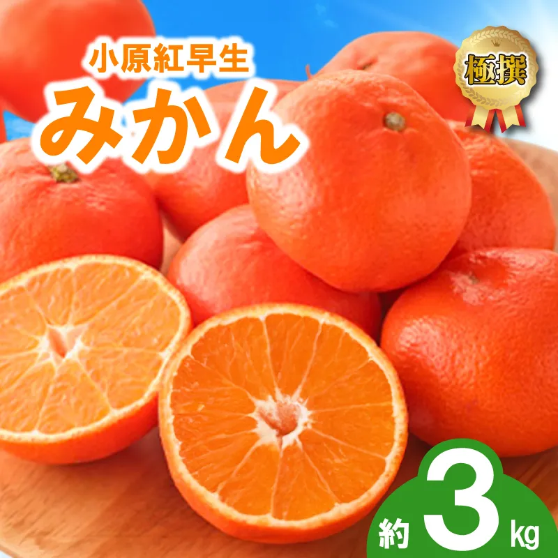 先行予約 みかん 蜜柑 約3kg 小原紅早生 小原紅早生みかん さぬき紅 金時紅 柑橘 オレンジ 果物 フルーツ 果実 旬 贈答用 プレゼント ギフト 11月下旬～12月下旬 配送 香川県 丸亀市