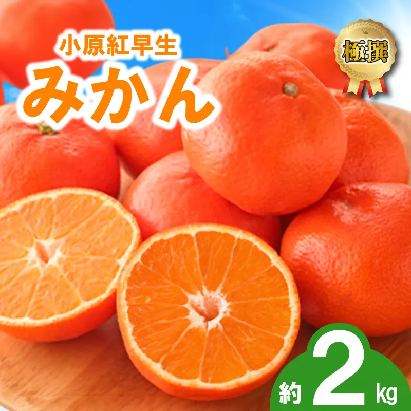 先行予約 みかん 蜜柑 約2kg 小原紅早生 小原紅早生みかん さぬき紅 金時紅 柑橘 オレンジ 果物 フルーツ 果実 旬 贈答用 プレゼント ギフト 11月下旬~12月下旬 配送 香川県 丸亀市