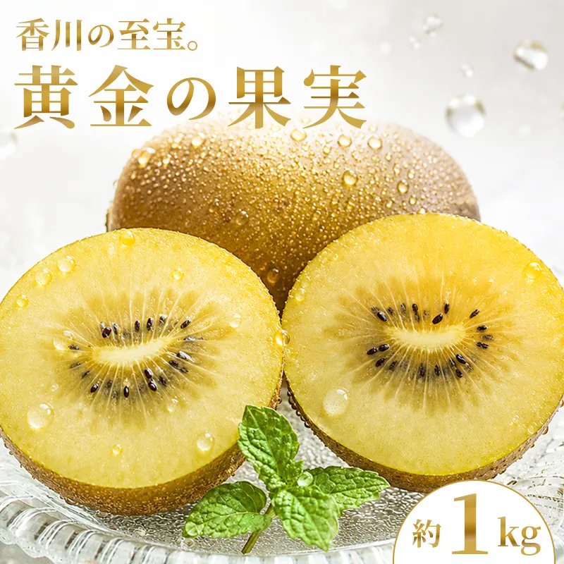 【2026年10月下旬～】 キウイ さぬきゴールドキウイ 1kg ゴールドキウイ キウイフルーツ 果物 フルーツ くだもの ゴールド 旬 ドライフルーツ 朝食 おやつ デザート 季節 先行予約 香川県 丸亀市