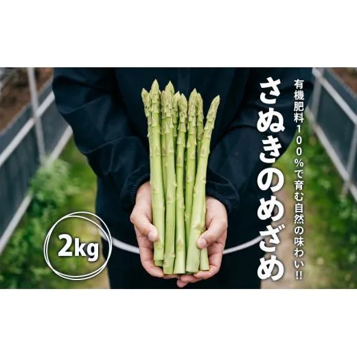 グリーンアスパラガス さぬきのめざめ 2kg 朝採れ 鮮度バツグン 有機肥料 早朝収穫 人気 シャキシャキ 食感 新鮮 瑞々しい 甘い 歯ごたえ ロングサイズ  アスパラガス 農場 収穫 特別品質 高品質 希少品質 美しい フレッシュ 品種改良 減農薬 野菜 旬 丸亀市 藤井農園