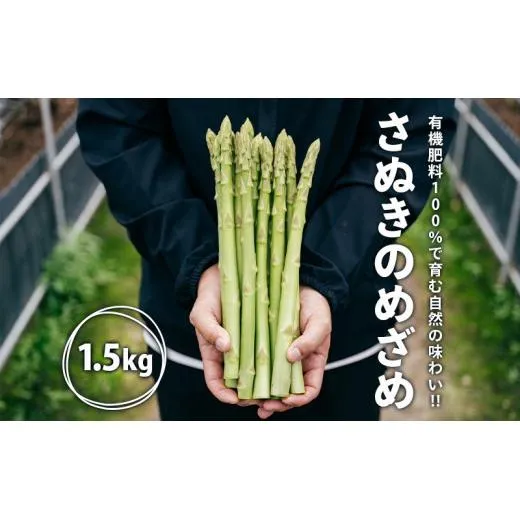 【2026年先行予約】グリーンアスパラガス さぬきのめざめ 1.5kg 朝採れ 鮮度バツグン 有機肥料 早朝収穫 人気 シャキシャキ 食感 新鮮 瑞々しい 甘い 歯ごたえ ロングサイズ アスパラガス 農場 収穫 特別品質 高品質 希少品質 美しい フレッシュ 品種改良 減農薬 野菜 旬 丸亀市 藤井農園