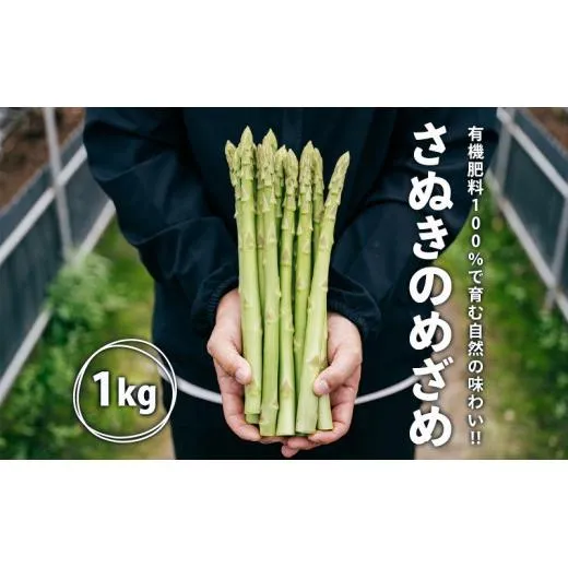 グリーンアスパラガス さぬきのめざめ 1kg 朝採れ 鮮度バツグン 有機肥料 早朝収穫 人気 シャキシャキ 食感 新鮮 瑞々しい 甘い 歯ごたえ ロングサイズ  アスパラガス 農場 収穫 特別品質 高品質 希少品質 美しい フレッシュ 品種改良 減農薬 野菜 旬 丸亀市 藤井農園