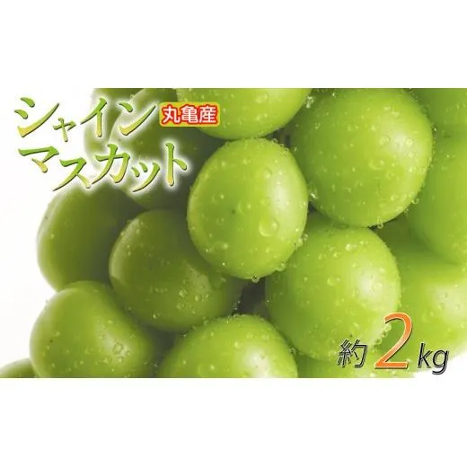 【先行予約】 パリッと甘い！ シャインマスカット 約2kg 2-5房 冷蔵 マスカット ぶどう 葡萄 ブドウ フルーツ 果物 くだもの デザート 果実 美味しい 人気果物 人気フルーツ 旬のフルーツ 旬の果物 瀬戸内 果汁 フルーツ  デザート 果実 青果 甘い 季節 国産 ふるさと納税マスカット ふるさと納税ぶどう 香川県 丸亀市