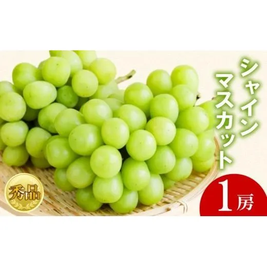 【2026年9月上旬より順次発送】 【秀品】 シャインマスカット 1房 (600gから650g) マスカット シャインマスカット ぶどう 葡萄 ブドウ フルーツ 果物 くだもの 果実 フルーツ 旬 旬の果物 デザート スイーツ おやつ ゼリー ジュース 人気果物 人気フルーツ ランキング 香川 丸亀