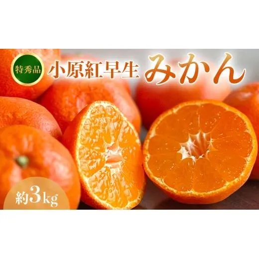 【2026年11月中旬より順次発送】【特秀品】みかん 小原紅早生 約3kg 真っ赤なみかん 小原紅早生みかん 甘い ミカン 蜜柑 フルーツ 果物 くだもの 柑橘 柑橘類 デザート 旬 産地直送 冬の味覚 旬の果物 旬のフルーツ お取り寄せ 取り寄せ