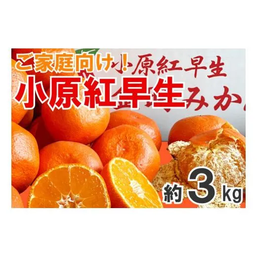 【2026年11月中旬より順次発送】【家庭用】みかん 小原紅早生 約3kg 真っ赤なみかん 小原紅早生みかん 甘い ミカン 蜜柑 フルーツ 果物 くだもの 柑橘 柑橘類 デザート 旬 産地直送 冬の味覚 旬の果物 旬のフルーツ お取り寄せ 取り寄せ