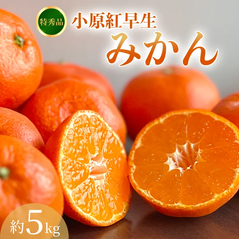【2026年11月中旬より順次発送】 【特秀品】 みかん 小原紅早生 約5kg 真っ赤なみかん 小原紅早生みかん 甘い ミカン 蜜柑 フルーツ 果物 くだもの 柑橘 柑橘類 デザート 旬 産地直送 冬の味覚 旬の果物 旬のフルーツ お取り寄せ 取り寄せ