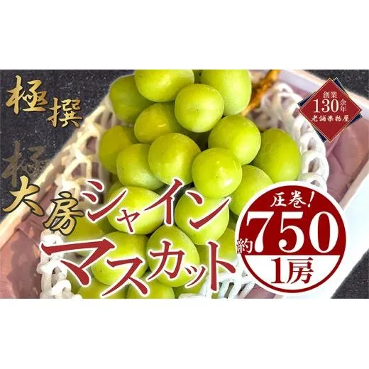 【先行予約】 大房 シャインマスカット 1房 約750g