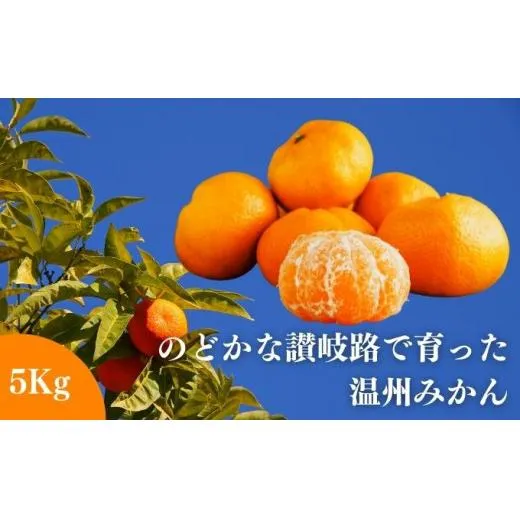 【11月中旬以降発送開始】 みかん のどかな讃岐路で育った 温州みかん 約 5kg ミカン みかん人気 ミカン人気 みかん美味しい フルーツ 果物 果実 柑橘 柑橘類 デザート おやつ 旬 産地直送 冬の味覚 旬の果物 旬のフルーツ お取り寄せ 取り寄せ 送料無料 香川県 香川 丸亀市 丸亀