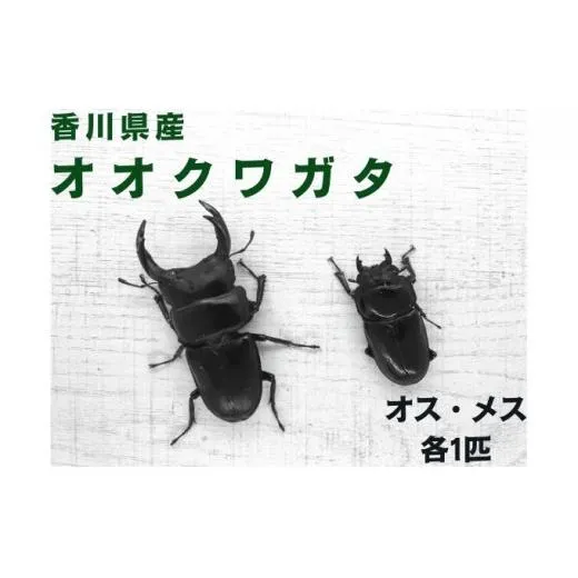 【予約受付】オオクワガタ オス・メス1ペア（各1匹・香川県産）※2026年8月以降発送 虫 昆虫 生き物 生物 子供 趣味 男の子 ペット 育成 観察 学習