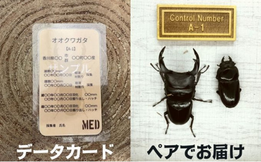 予約受付】オオクワガタ オス・メス1ペア（各1匹・香川県産）※2026年8 