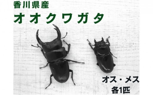 予約受付】オオクワガタ オス・メス1ペア（各1匹・香川県産）※2026年8 