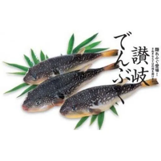 讃岐でんぶく（香川県産天然なしふぐ）1kg 魚介類 魚貝類 フグ ナシフグ