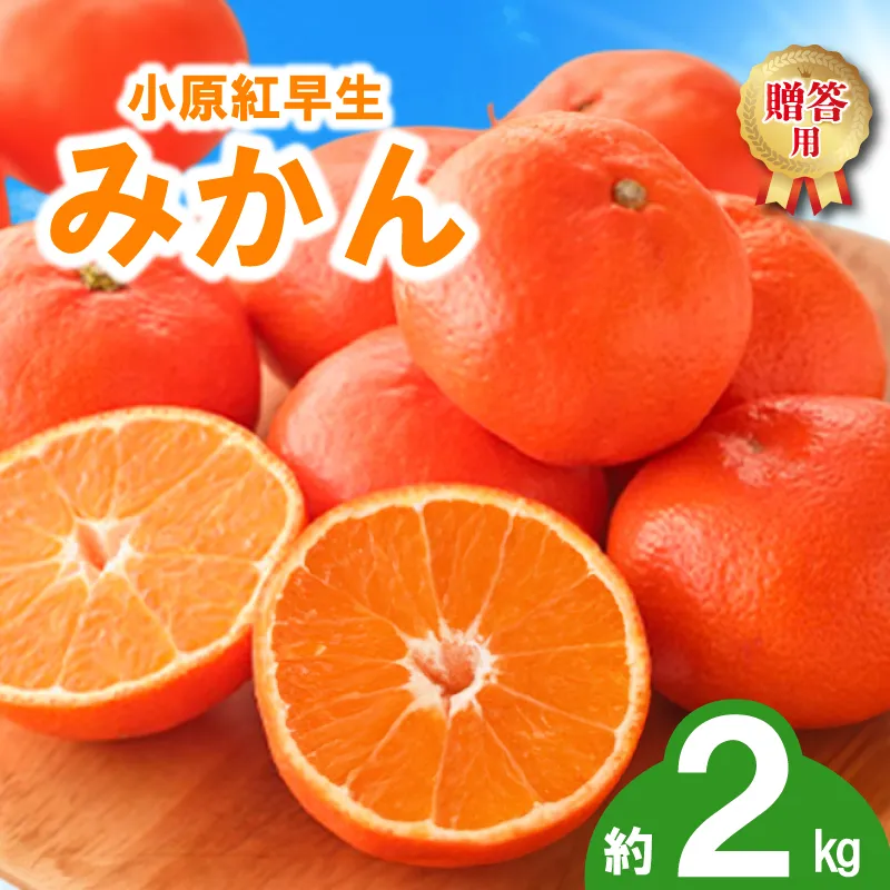 先行予約 みかん 蜜柑 ハウス 約2kg 小原紅早生 小原紅早生みかん 早生みかん 柑橘 オレンジ 果物 フルーツ 果実 旬 化粧箱入り 贈答用 プレゼント ギフト 6月下旬～8月上旬 配送 選べる 容量 香川県 丸亀市